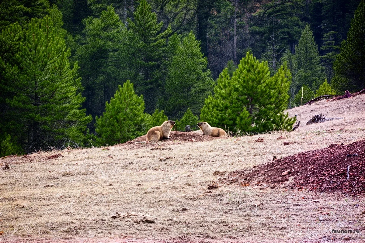 В Бурятии засняли необычный ритуал сурков сразу после пробуждения