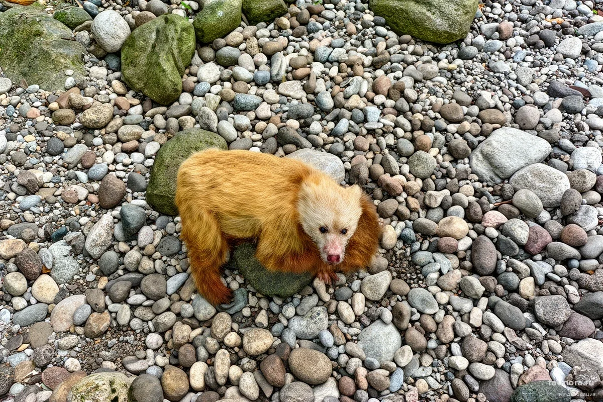 Курильские медведи сменили рацион: зачем хищники переворачивают тонны камней на пляжах