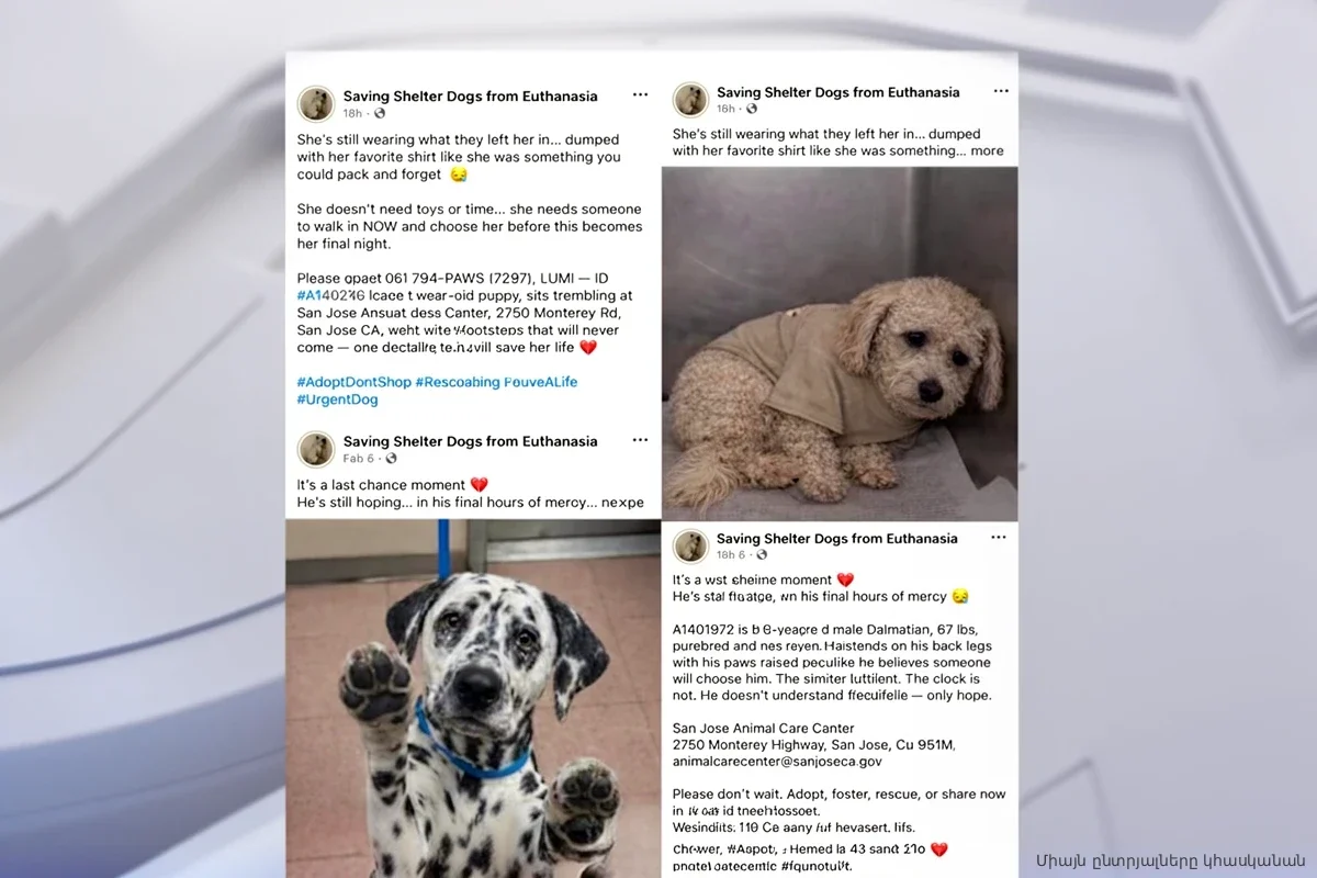 Нейросети против владельцев собак: как мошенники подделали фото питомца на операционном столе