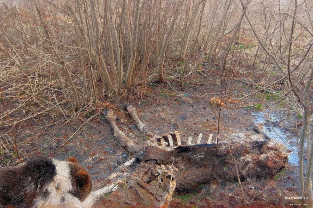 70 голодных медведей окружили подмосковные дачи: три района оказались в зоне особого риска