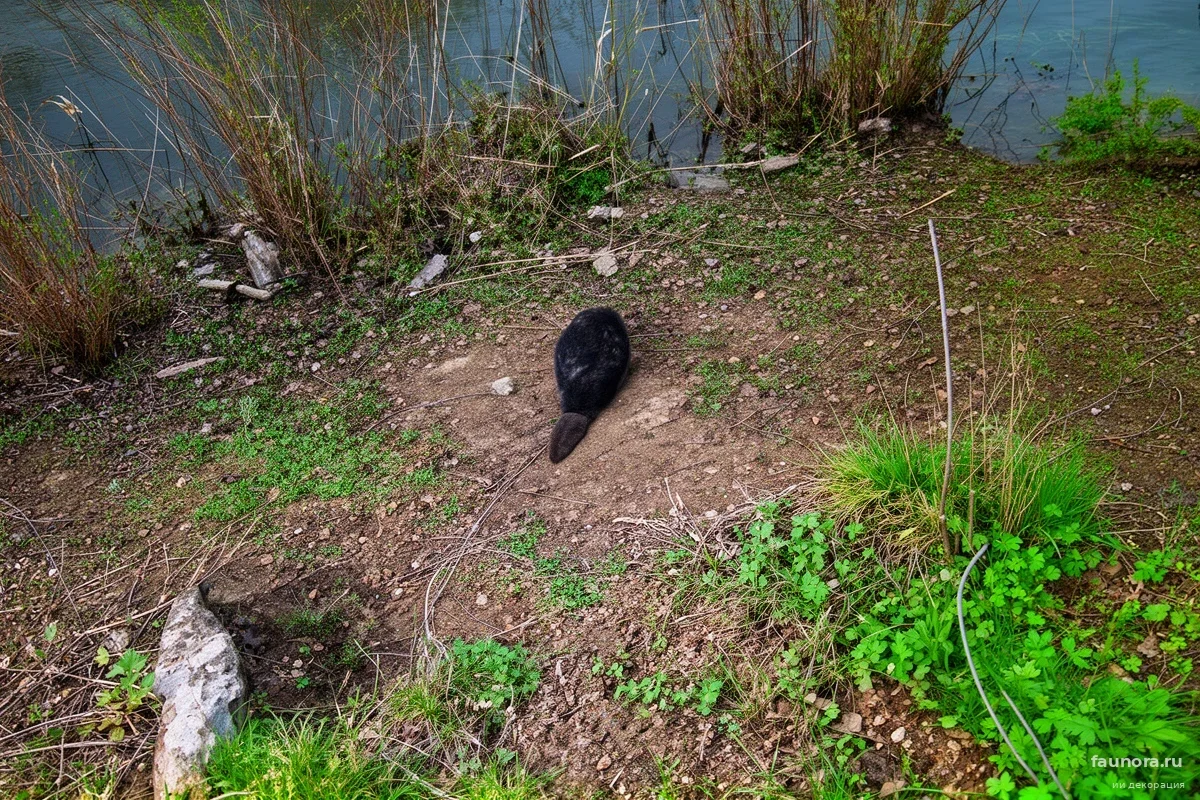 Под Саратовом бобер выжил в трехметровой бетонной ловушке: спасателей ждал сюрприз на дне