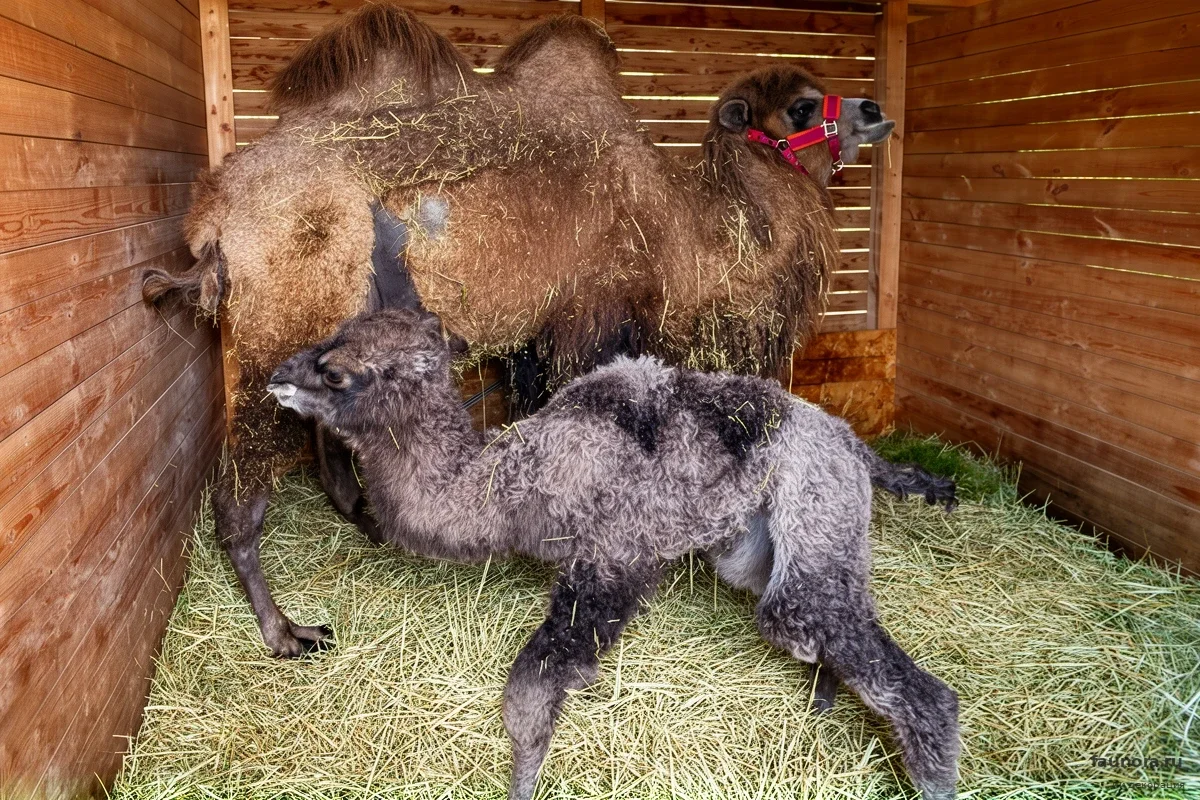 Севастопольская верблюдица Бусинка преподнесла фермерам сюрприз с шансом 50 на 50