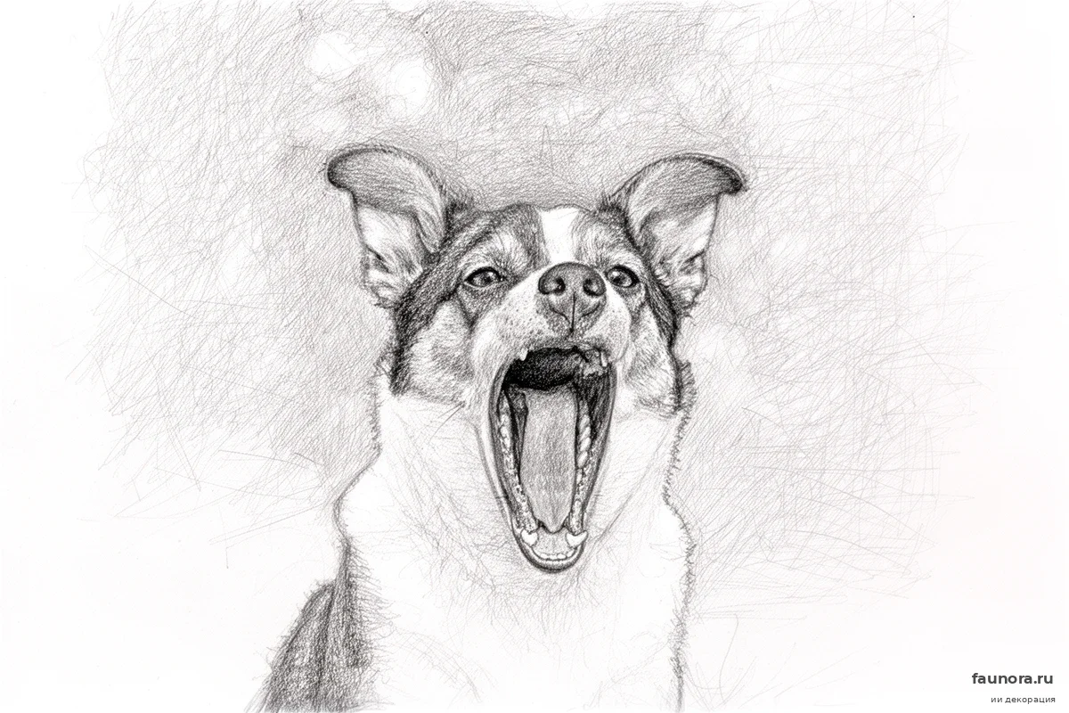 Ваша собака зевает не от усталости: 4 сигнала, которые вы пропускаете