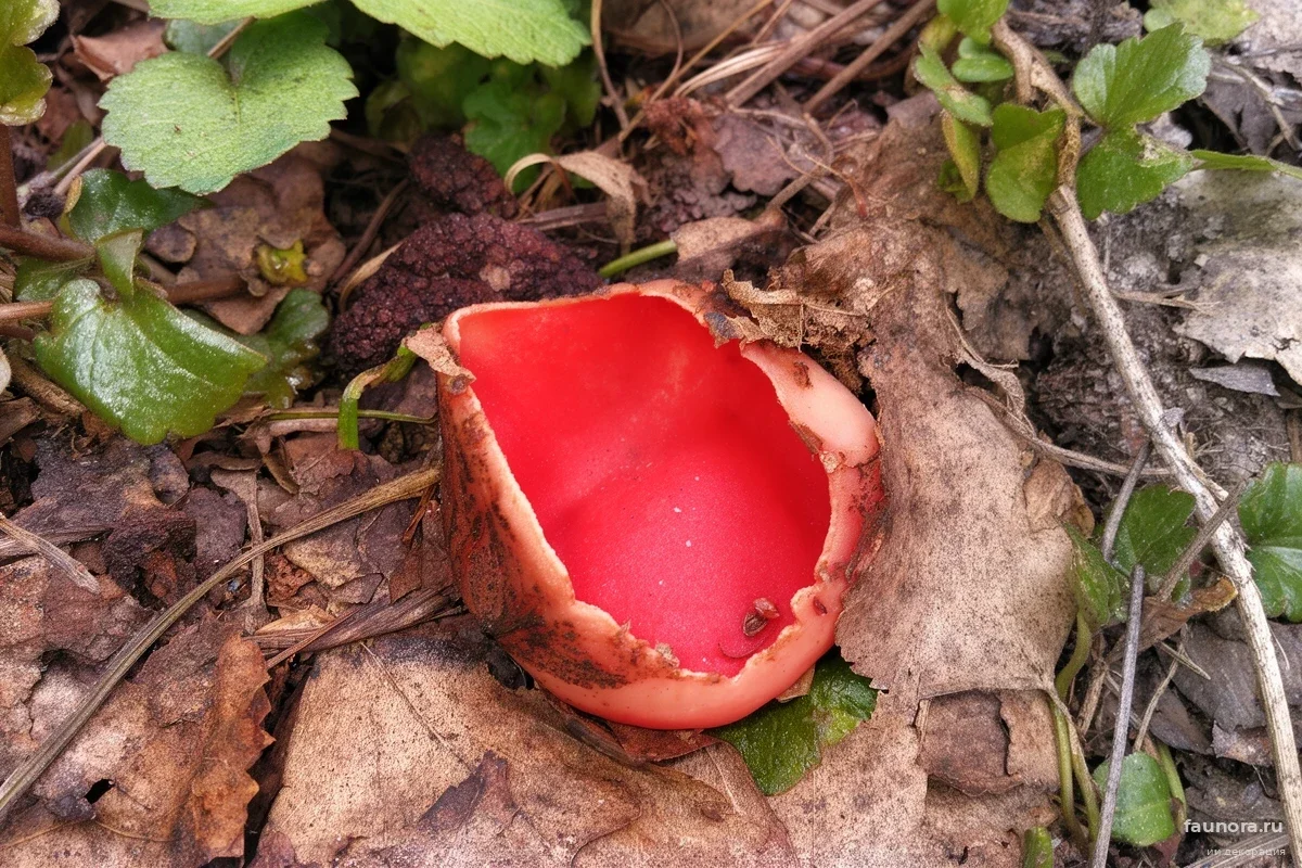В лесах Марий Эл нашли «красные чаши»: какой урожай они предвещают грибникам